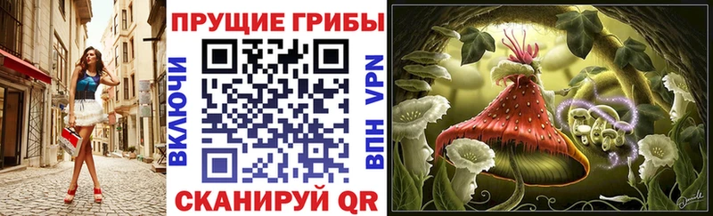 Купить где Починок Псилоцибиновые грибы Magic Shrooms